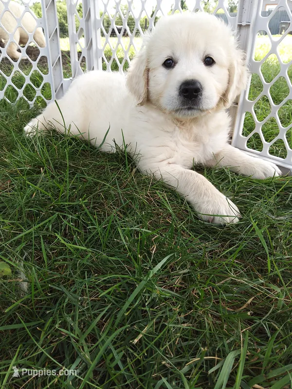 Ace – English Cream Golden Retriever puppy for sale in Shipshewana, IN
