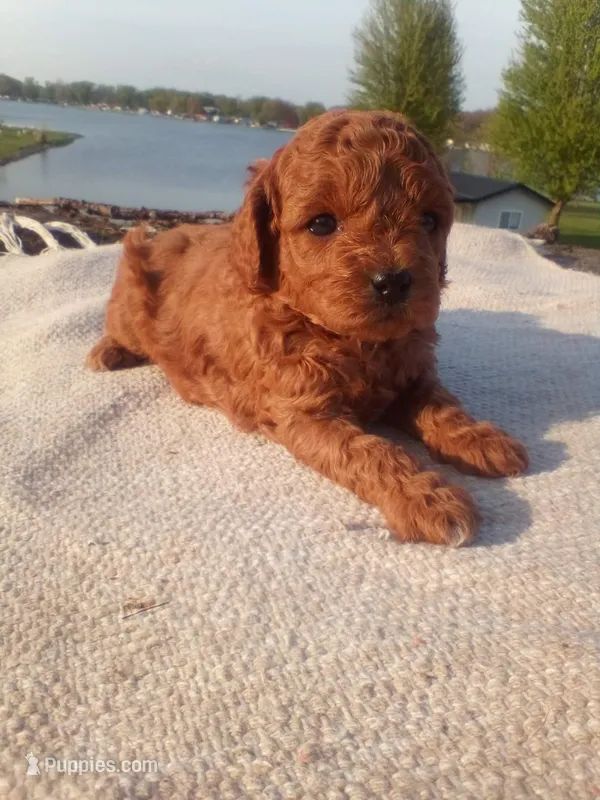 Coco – Cavapoo puppy for sale in Shipshewana, IN