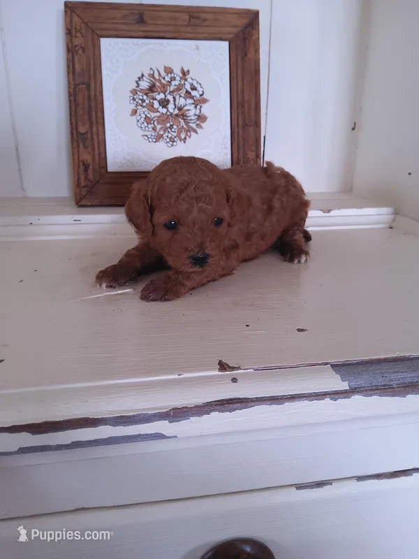 Coco – Cavapoo puppy for sale in Shipshewana, IN