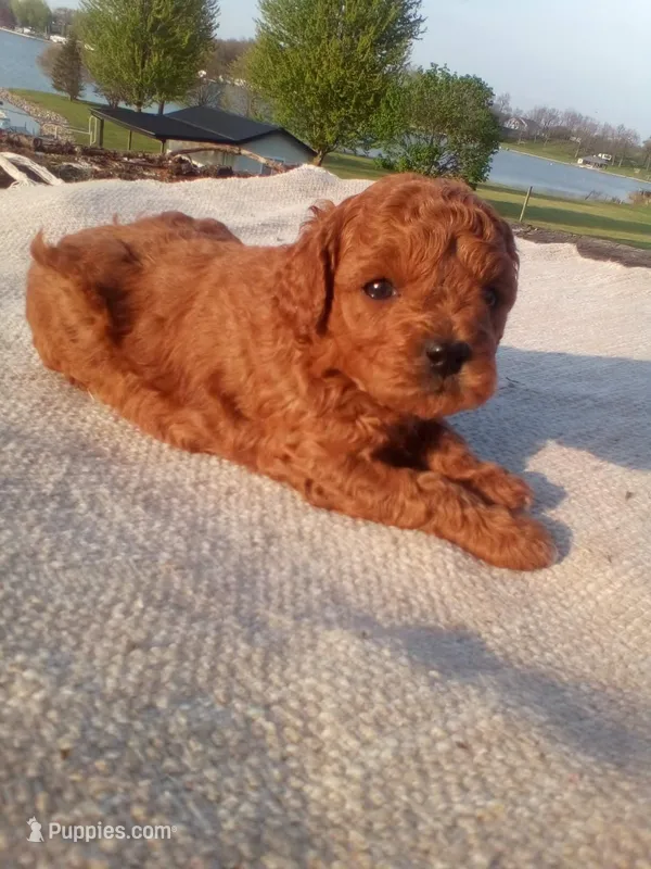 Coco – Cavapoo puppy for sale in Shipshewana, IN