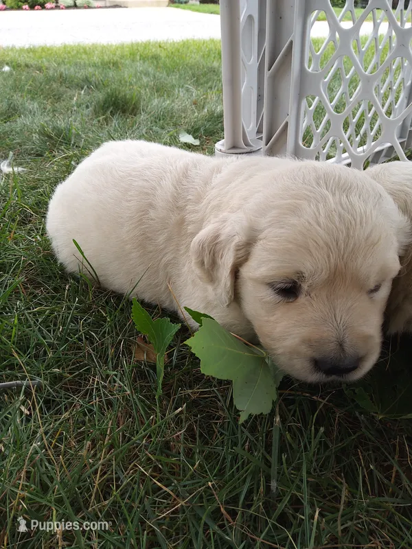 Autumn – English Cream Golden Retriever puppy for sale in Shipshewana, IN