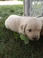 Autumn, a female English Cream Golden Retriever for sale in Shipshewana, IN – 1 of 3