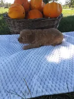 Atlas , a male Cavapoo for sale in Shipshewana, IN – 2 of 3