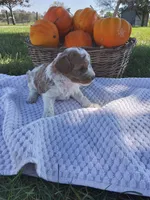 Zeus, a male Cavapoo for sale in Shipshewana, IN – 2 of 3