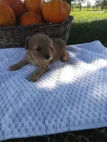 Atlas , a male Cavapoo for sale in Shipshewana, IN – 3 of 3