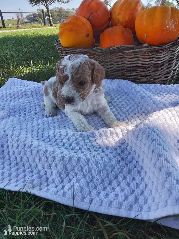 Zeus – Cavapoo puppy for sale in Shipshewana, IN
