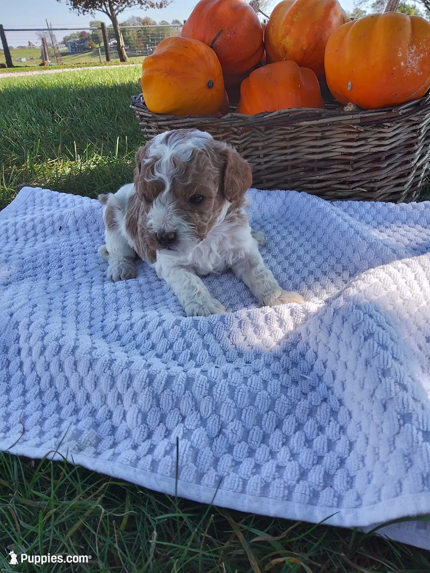 Zeus, a male Cavapoo for sale in Shipshewana, IN – 1 of 3