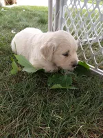 Autumn, a female English Cream Golden Retriever for sale in Shipshewana, IN – 2 of 3