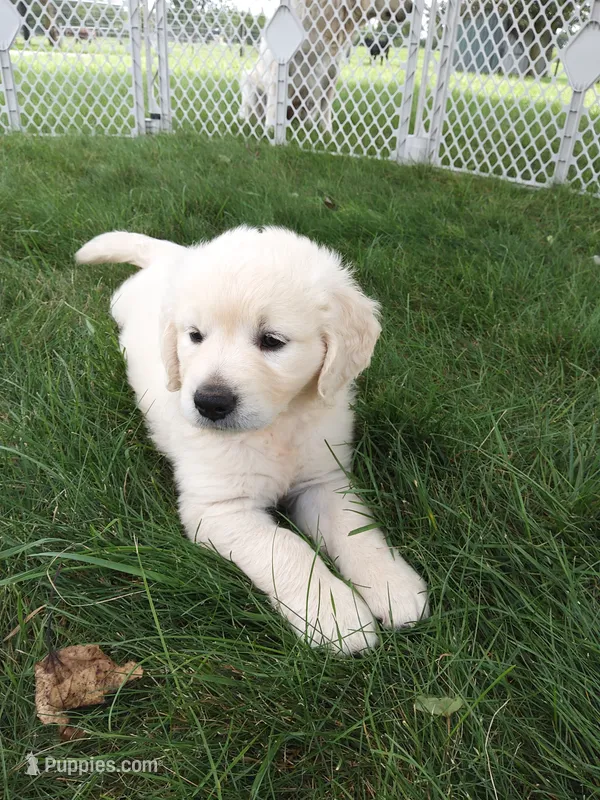 Autumn – English Cream Golden Retriever puppy for sale in Shipshewana, IN