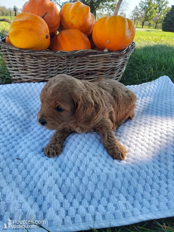 Thor – Cavapoo puppy for sale in Shipshewana, IN