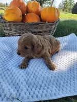 Thor, a male Cavapoo for sale in Shipshewana, IN – 2 of 3