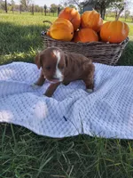 Cyprus, a female Cavapoo for sale in Shipshewana, IN – 3 of 3