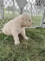 Ace, a male English Cream Golden Retriever for sale in Shipshewana, IN – 2 of 3