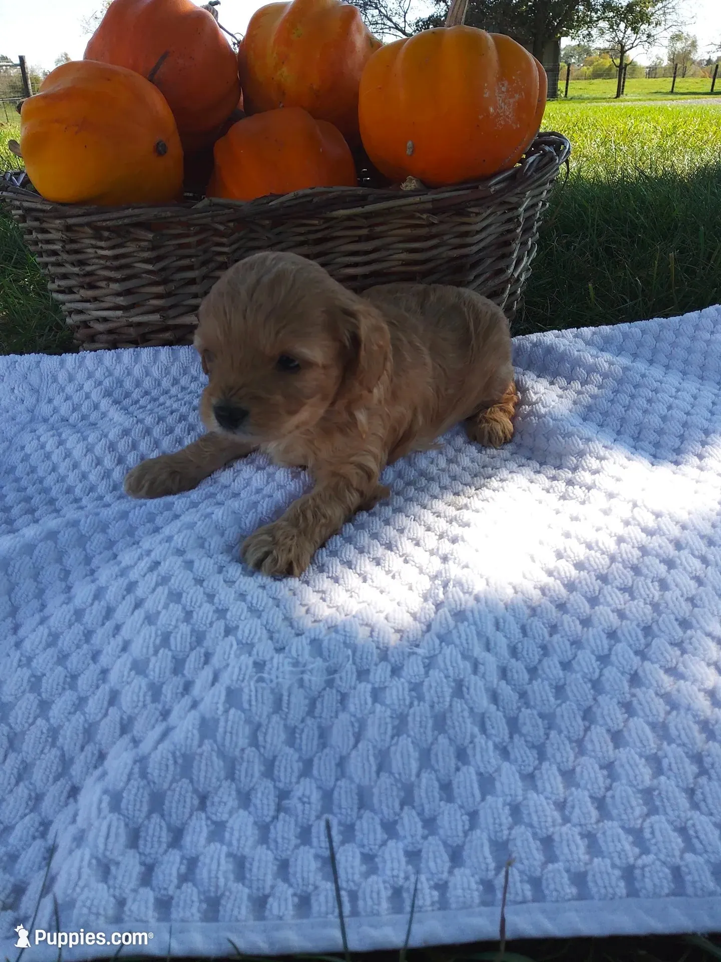 Atlas , a male Cavapoo for sale in Shipshewana, IN – 1 of 3