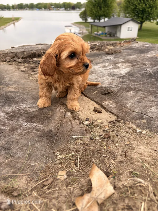 Ginger – Cavapoo puppy for sale in Shipshewana, IN