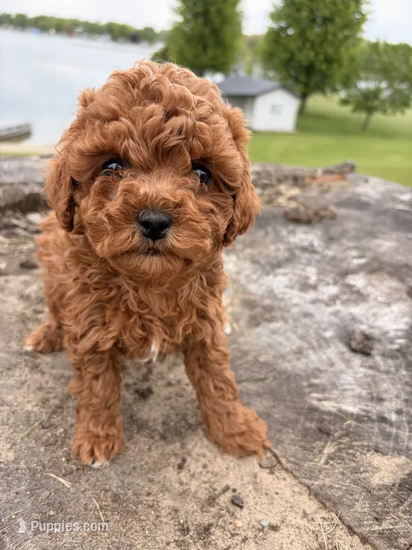 Coco – Cavapoo puppy for sale in Shipshewana, IN