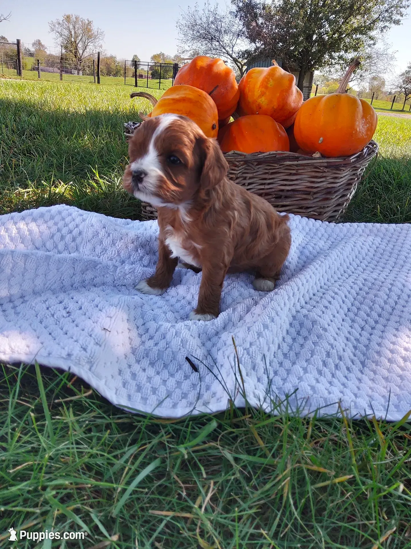 Cyprus, a female Cavapoo for sale in Shipshewana, IN – 1 of 3