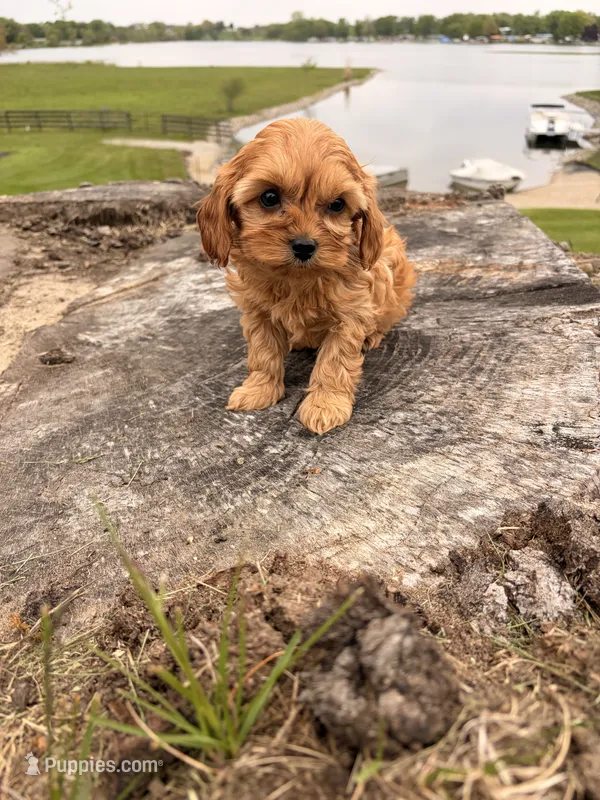 Ginger – Cavapoo puppy for sale in Shipshewana, IN
