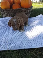 Hazel, a female Cavapoo for sale in Shipshewana, IN – 3 of 3