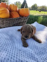Thor, a male Cavapoo for sale in Shipshewana, IN – 3 of 3