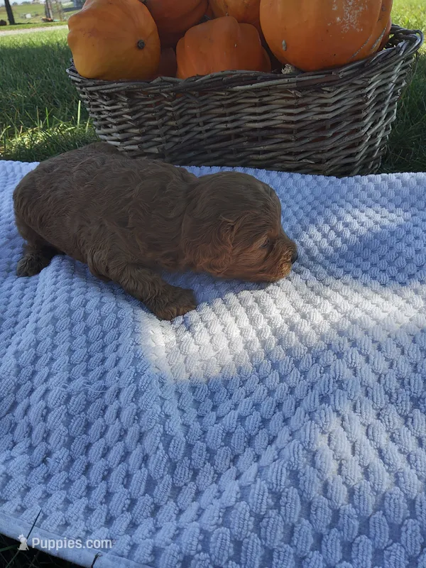 Thor – Cavapoo puppy for sale in Shipshewana, IN
