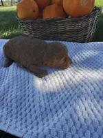 Thor, a male Cavapoo for sale in Shipshewana, IN – 1 of 3