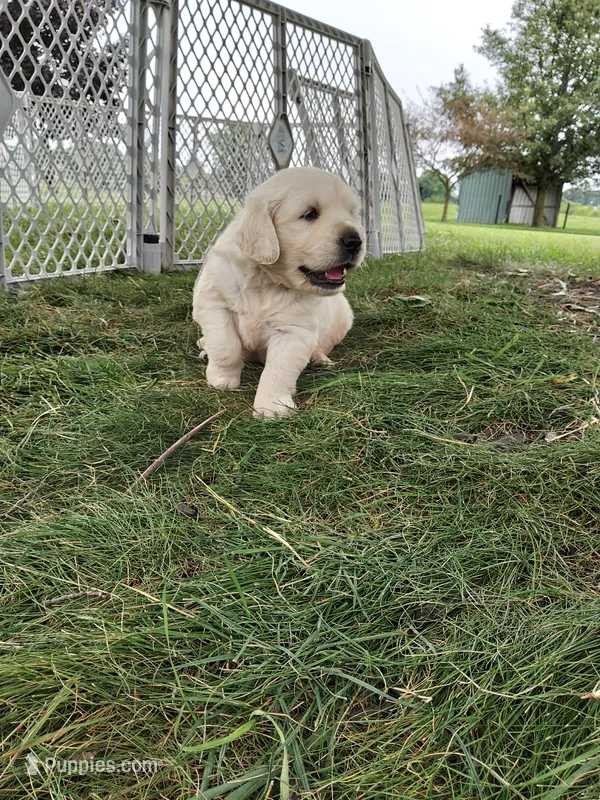 Ace – English Cream Golden Retriever puppy for sale in Shipshewana, IN
