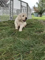 Ace, a male English Cream Golden Retriever for sale in Shipshewana, IN – 1 of 3