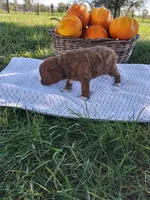 Cyprus, a female Cavapoo for sale in Shipshewana, IN – 2 of 3