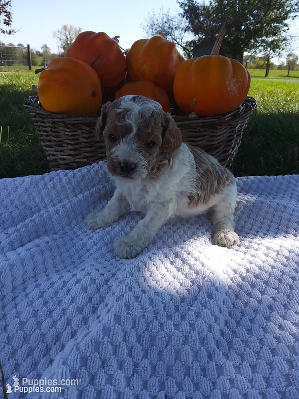 Zeus – Cavapoo puppy for sale in Shipshewana, IN