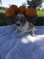 Zeus, a male Cavapoo for sale in Shipshewana, IN – 3 of 3