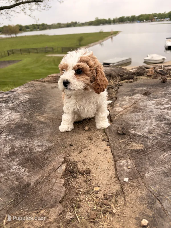 Spot – Cavapoo puppy for sale in Shipshewana, IN