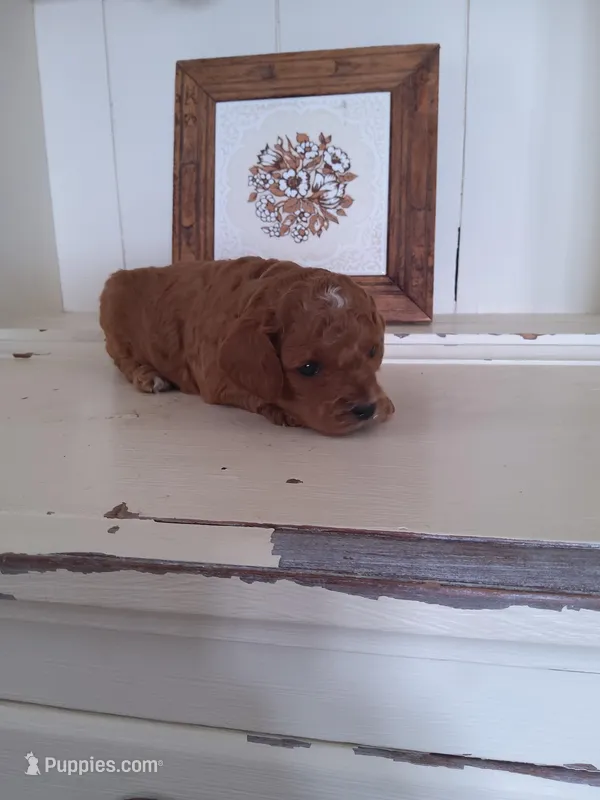 Skye – Cavapoo puppy for sale in Shipshewana, IN