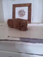 Skye, a female Cavapoo for sale in Shipshewana, IN – Photo 1 of 2