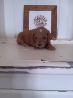 Skye, a female Cavapoo for sale in Shipshewana, IN – Photo 2 of 2