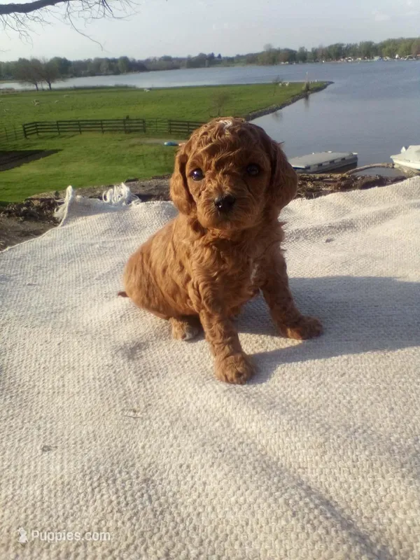 Skye – Cavapoo puppy for sale in Shipshewana, IN
