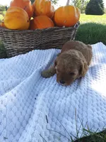 Maple, a female Cavapoo for sale in Shipshewana, IN – 2 of 3