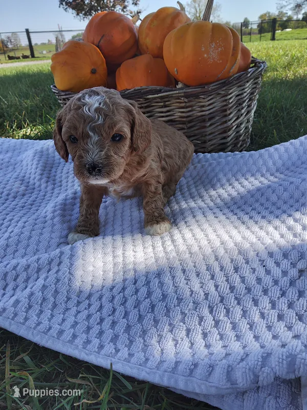 Hazel – Cavapoo puppy for sale in Shipshewana, IN
