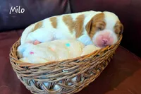 Milo, a male Cavalier King Charles Spaniel for sale in Paulden, AZ – 2 of 6