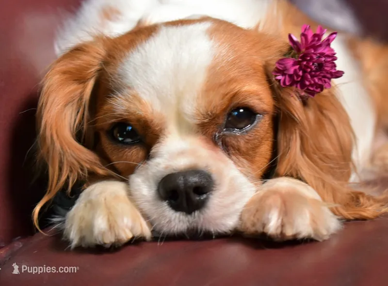 Pixie and Gus's litter – Cavalier King Charles Spaniel puppy for sale in Paulden, AZ