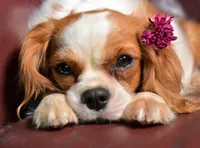 Pixie and Gus's litter, a  Cavalier King Charles Spaniel for sale in Paulden, AZ – 1 of 3
