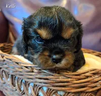 Kellie, a female Cavalier King Charles Spaniel for sale in Paulden, AZ – 3 of 3