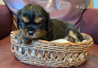 Kellie, a female Cavalier King Charles Spaniel for sale in Paulden, AZ – 2 of 3