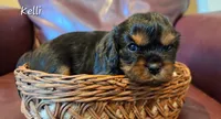 Kellie, a female Cavalier King Charles Spaniel for sale in Paulden, AZ – 1 of 3