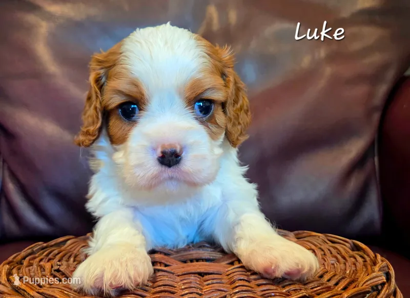 Luke – Cavalier King Charles Spaniel puppy for sale in Paulden, AZ