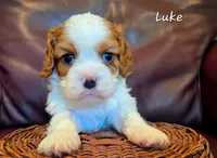 Luke, a male Cavalier King Charles Spaniel for sale in Paulden, AZ – 1 of 4