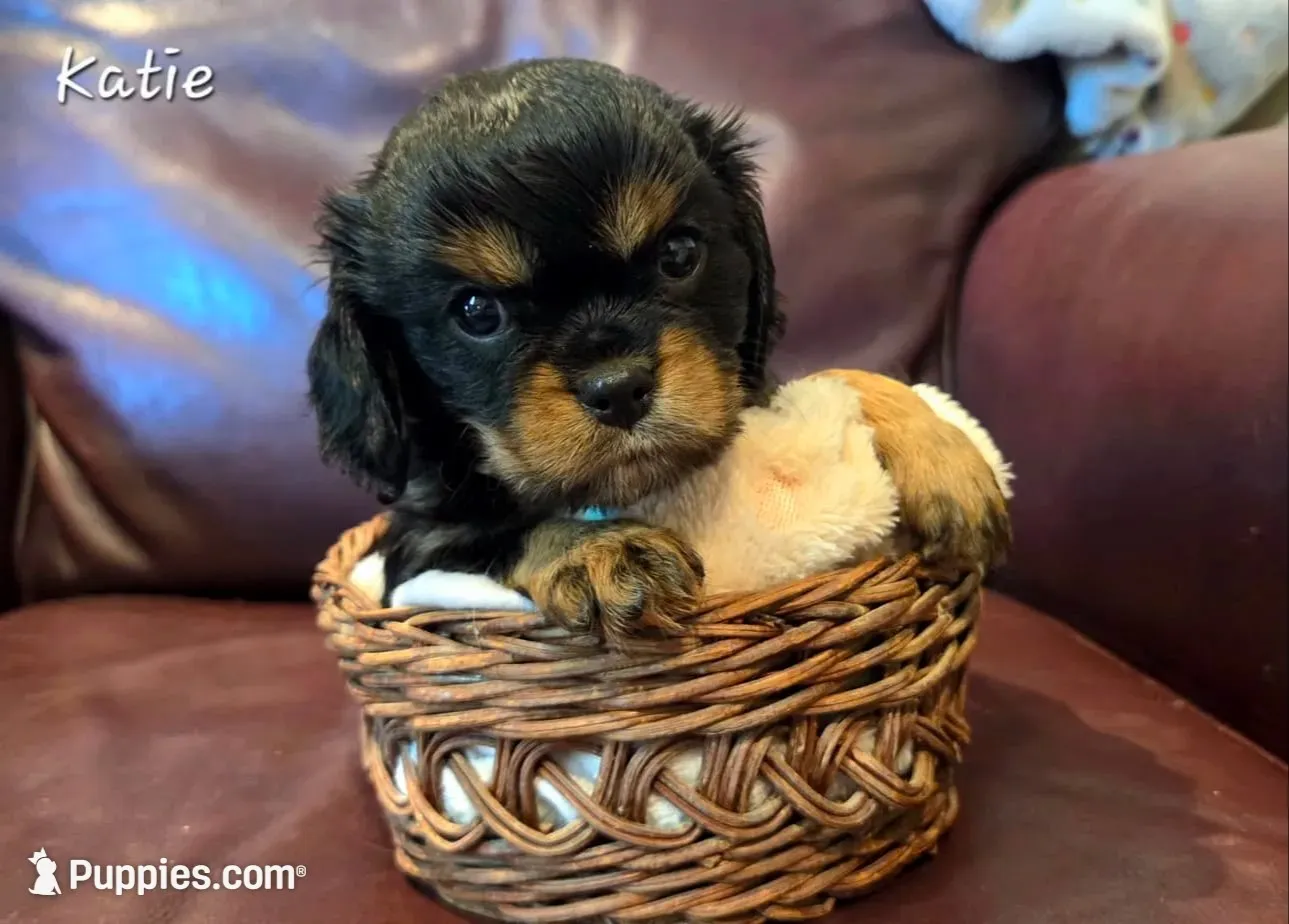 Katie, a female Cavalier King Charles Spaniel for sale in Paulden, AZ – 1 of 3