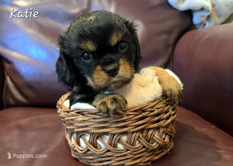 Katie – Cavalier King Charles Spaniel puppy for sale in Paulden, AZ