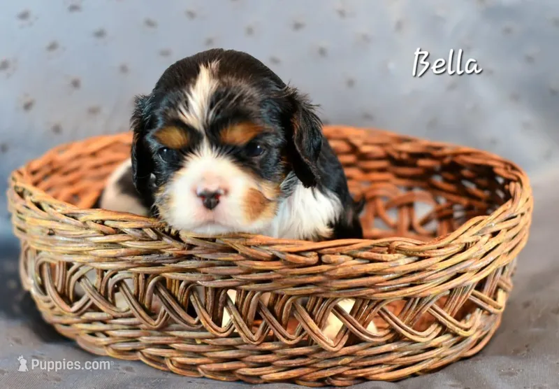 Bella, a female Cavalier King Charles Spaniel for sale in Paulden, AZ – Photo 1 of 2