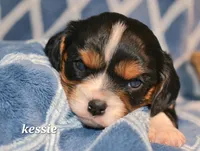 Kessie, a female Cavalier King Charles Spaniel for sale in Paulden, AZ – Photo 4 of 8